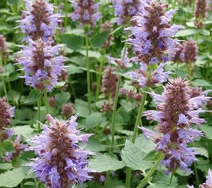 AGASTACHE 'Kudos Silver Blue', Kudos Series Agastache, Dwarf Hyssop