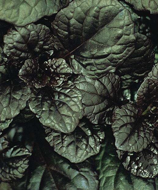 AJUGA reptans 'Catlin's Giant', Carpet Bugle, Bugleweed