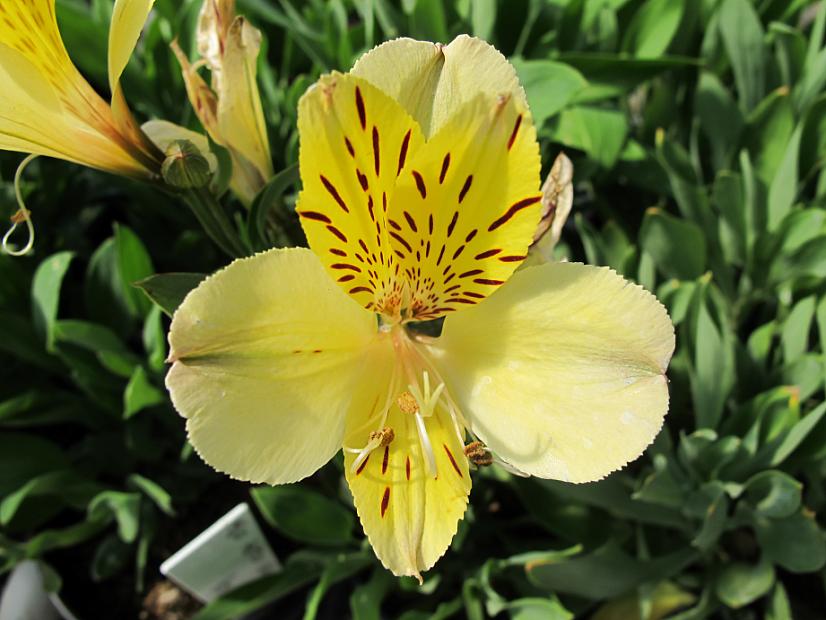 ALSTROEMERIA 'Roy's Yellow', Peruvian Lily