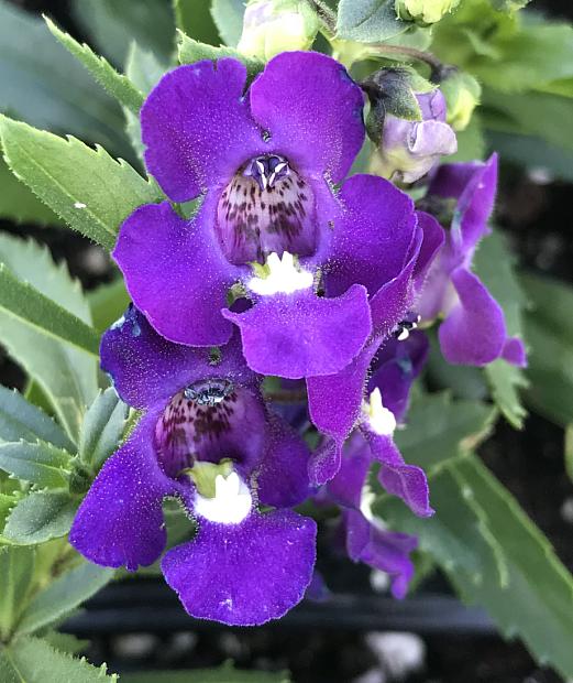 ANGELONIA angustifolia Alonia 'Big Indigo', Summer Snapdragon