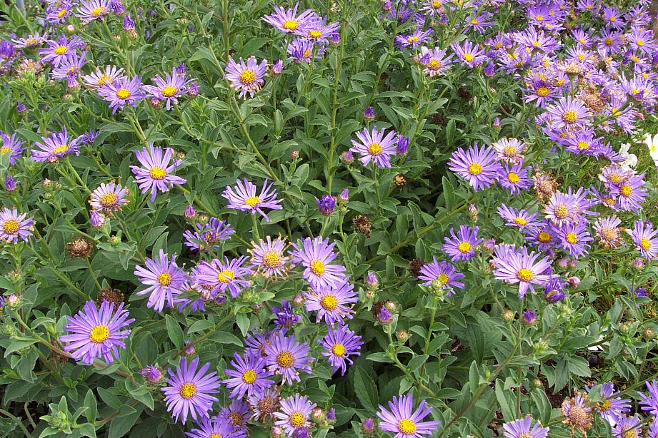 ASTER frikartii 'Moench'/'Monch', Frikart's Aster