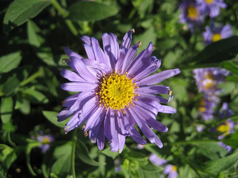 ASTER frikartii 'Moench'/'Monch', Frikart's Aster