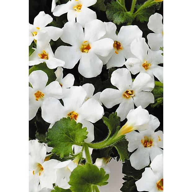 SUTERA 'Bahia White', Bacopa