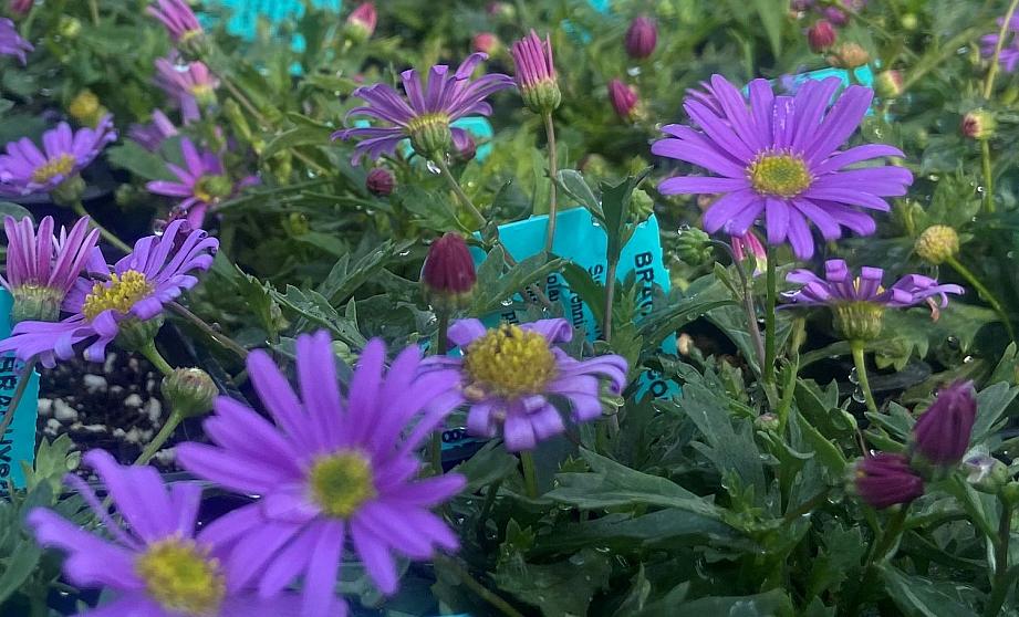 BRACHYSCOME 'Brasco Violet', Swan River Daisy