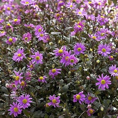 BRACHYSCOME hybrid Surdaisy 'Pink', Swan River Daisy