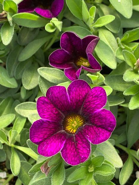 CALIBRACHOA MiniFamous Neo 'Dark Blue' (syn. 'Kleca17399'), MiniFamous Series Calibrachoa