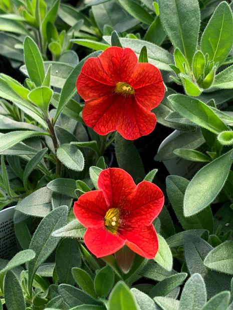 CALIBRACHOA MiniFamous Neo 'Deep Orange' (syn. 'Kleca18501'), MiniFamous Series Calibrachoa