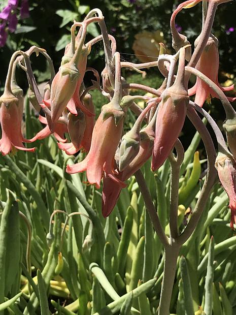 COTYLEDON oblongata var. orbiculata, Old Man's Fingers