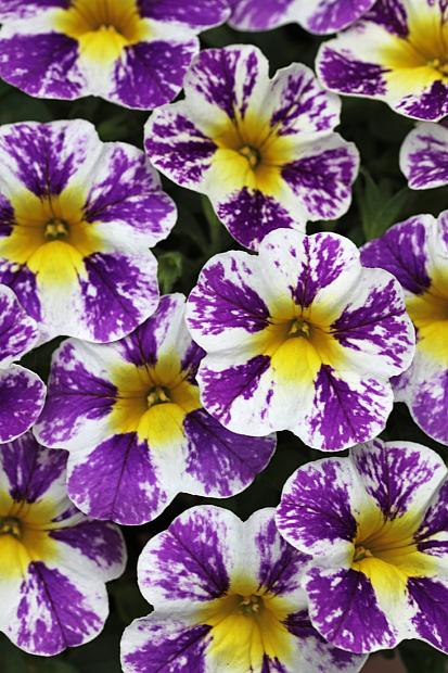 CALIBRACHOA Candy Shop 'Grape Splash', Candy Shop Calibrachoa