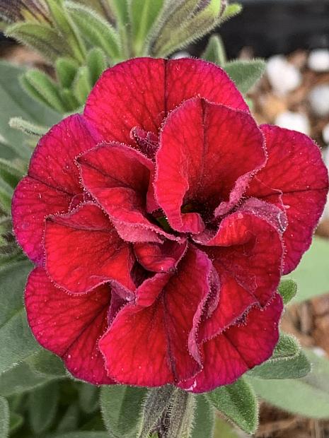 CALIBRACHOA hybrid Superbells 'Double Ruby', Superbells Double Calibrachoa