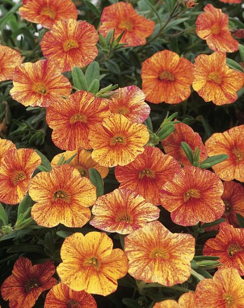 CALIBRACHOA hybrid Superbells 'Tequila Sunrise', Superbells Calibrachoa