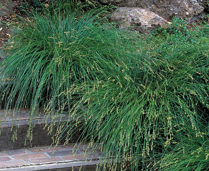 CAREX divulsa, European Grey Sedge