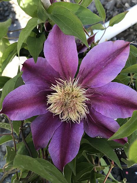 CLEMATIS 'Empress' (= 'Evipo011'), Clematis: Early Large-flowered type