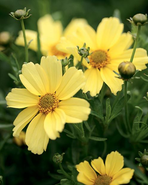 COREOPSIS verticillata Creme Brulee (='Crembru'), Thread-Leaf Coreopsis, Tickseed