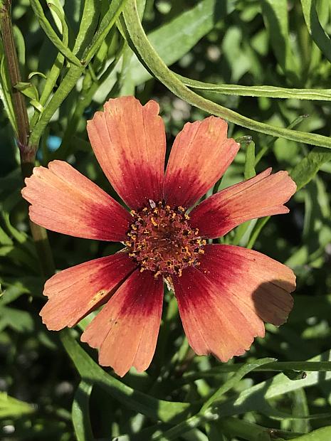 COREOPSIS 'Desert Coral', Tickseed