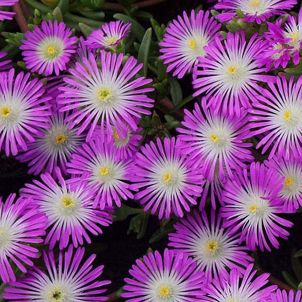 DELOSPERMA nubigenum Wheels of Wonder 'Violet Wonder', Iceplant