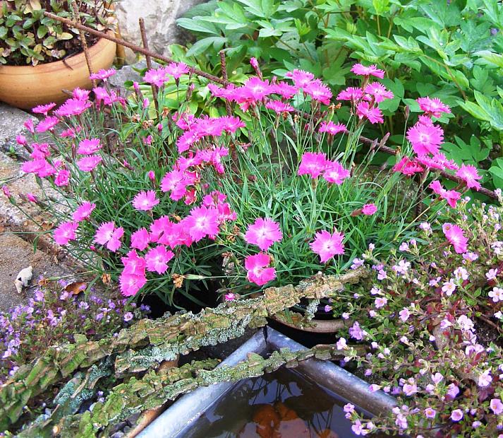 DIANTHUS Beauties 'Kahori', Border Pinks