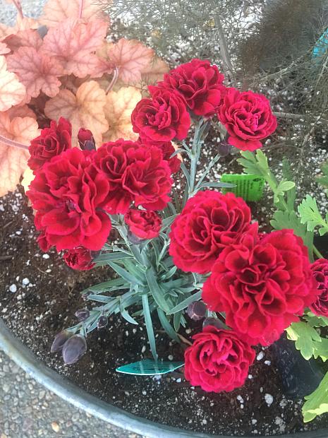 DIANTHUS caryophyllus 'Odessa Red', Odessa carnation