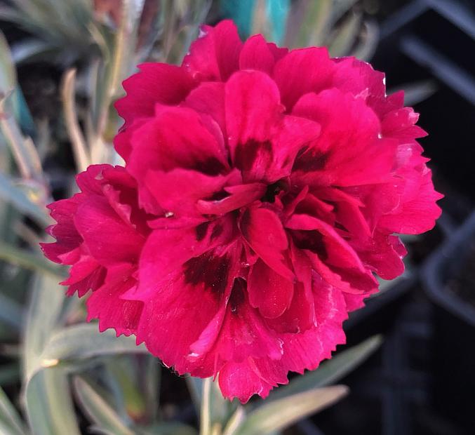 DIANTHUS caryophyllus 'Odessa Red', Odessa carnation