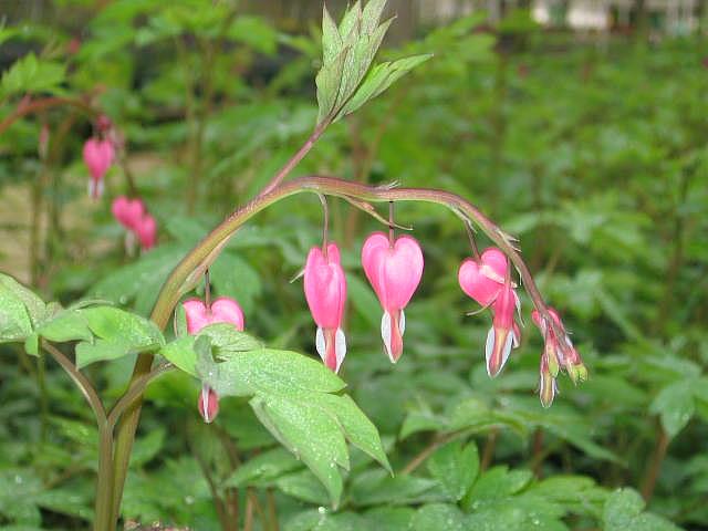 DICENTRA spectabilis (syn. LAMPROCAPNOS spectabilis), Common Bleeding Heart