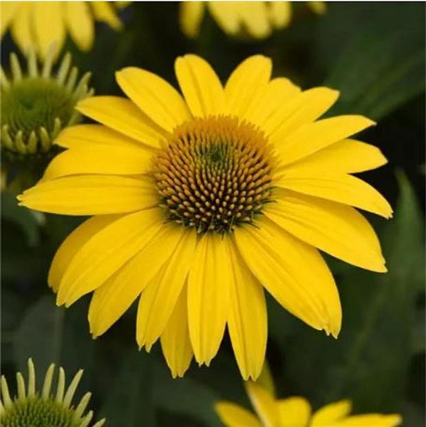 ECHINACEA x hybrida Sombrero 'Lemon Yellow Improved' (='Balsomemyim'), Coneflower, Sombrero Series