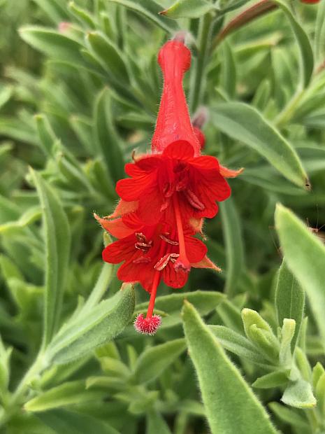 EPILOBIUM canum ssp. Canum, California Fuchsia or Hummingbird Flower