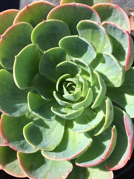 ECHEVERIA species, Hens and Chicks