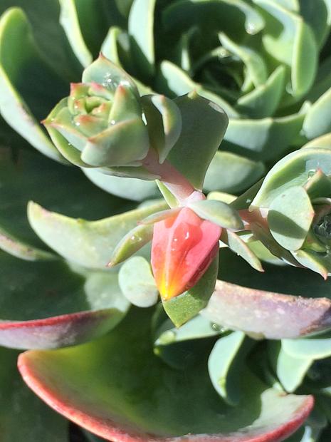 ECHEVERIA species, Hens and Chicks