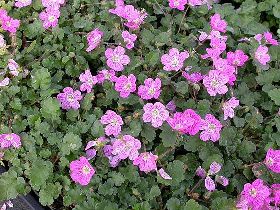 ERODIUM x variabile 'Bishop's Form', Alpine Geranium, Heronsbill, Storksbill