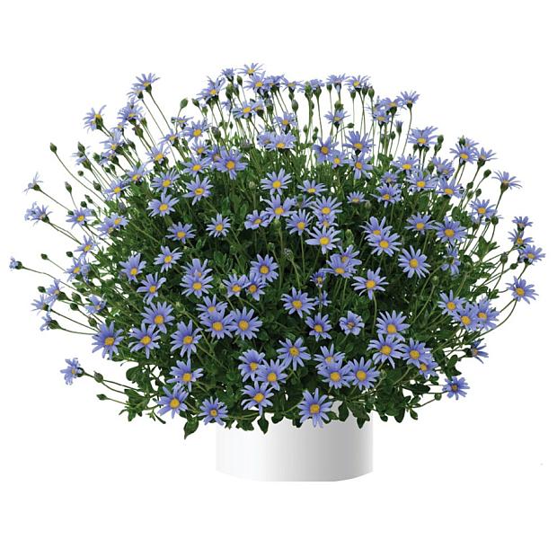 FELICIA amelloides Felicity 'Blue', Blue Marguerite