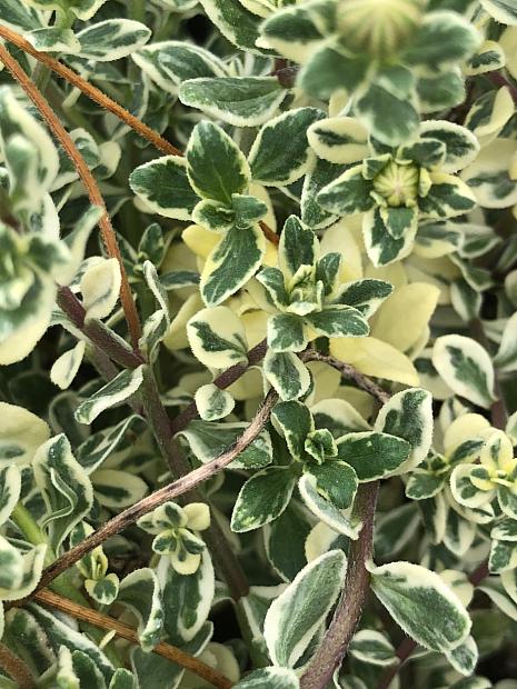 FELICIA amelloides 'Variegata', Variegated Blue Marguerite Daisy