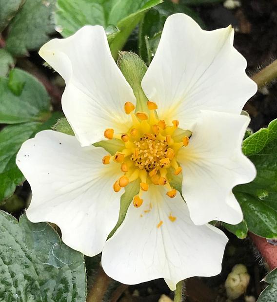 FRAGARIA chiloensis, Beach or Sand Stawberry