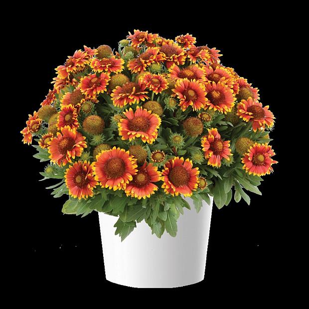 GAILLARDIA hybrida Gusto 'Sweet Chili', Blanketflower, Gusto Series