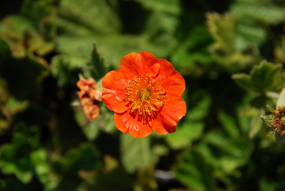 GEUM 'Borisii', Grecian Rose, Avens