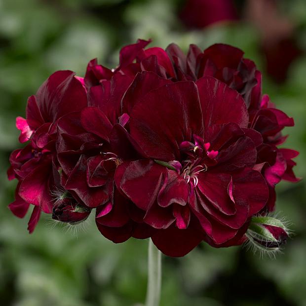 PELARGONIUM peltatum Ivy League 'Burgundy', Ivy Geranium