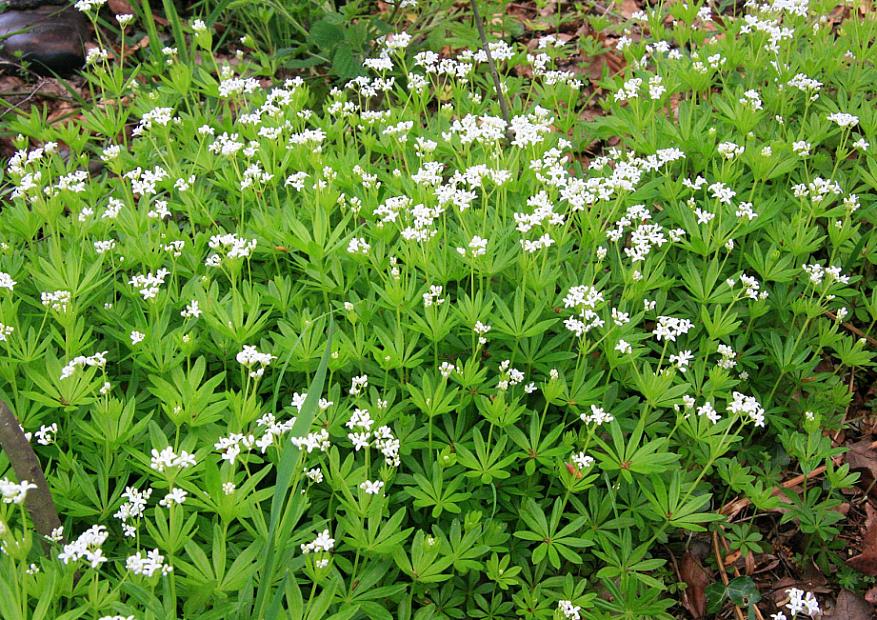 GALIUM odoratum (syn. ASPERULA odoratum), Sweet Woodruff