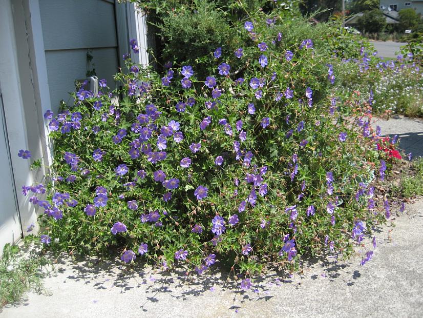 GERANIUM 'Rozanne', Hybrid Crane's Bill