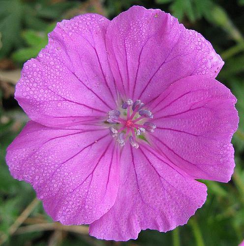 GERANIUM sanguineum, Bloody Crane's Bill