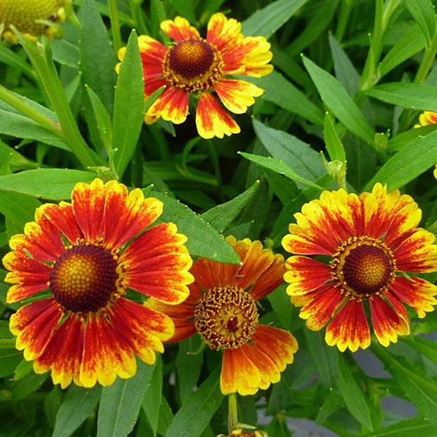 HELENIUM autumnale 'Salud Embers' (= 'Balsaleumb), Sneezeweed, Helen's Flower