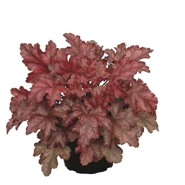 HEUCHERA Heureka 'Chateau Rouge', Heureka Series, Alum Root, Coral Bells