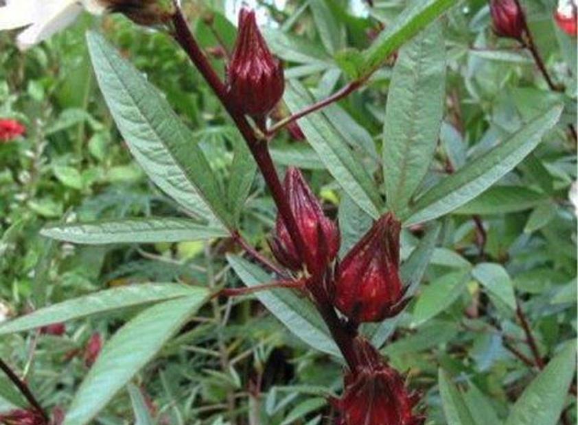 HIBISCUS sabdariffa, Roselle, Asian Sour Leaf, Indian Sorrel, Jamaican Tea, Florida Cranberry