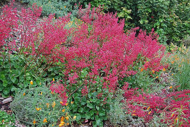 HEUCHERA 'Canyon Delight', Coral Bells