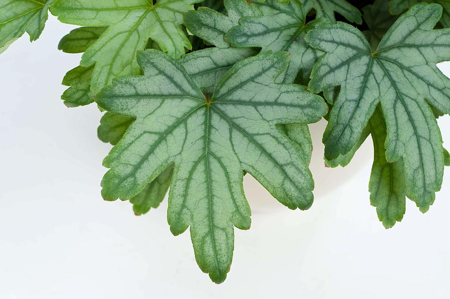 HEUCHERELLA Kirella 'Fresh Green', Kirella Series, Alum Root, Coral Bells