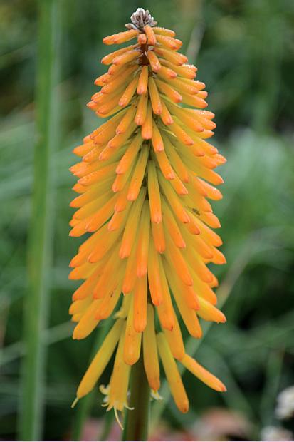 KNIPHOFIA 'Mango Popsicle', Torch Lily, Poker Plant