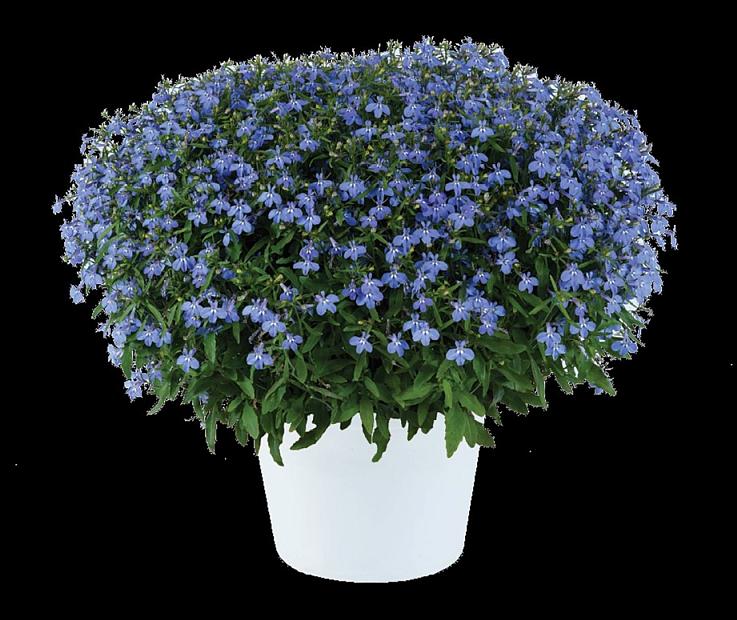 LOBELIA erinus Glow 'Electric Blue', Glow Series Lobelia, Trailing or Edging Lobelia