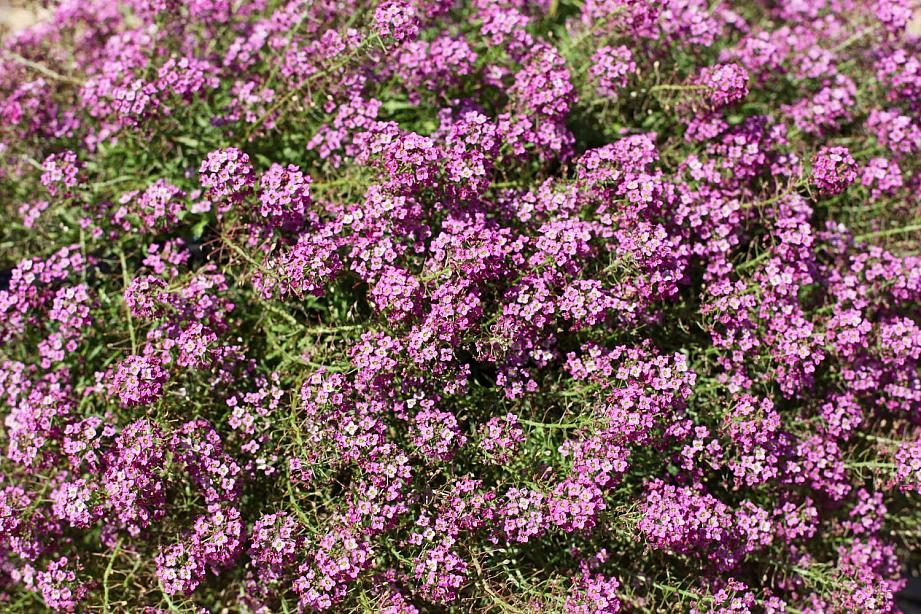 LOBULARIA hybrida Stream Compact 'Rose', Stream Compact Series Lobularia, Sweet Alyssum