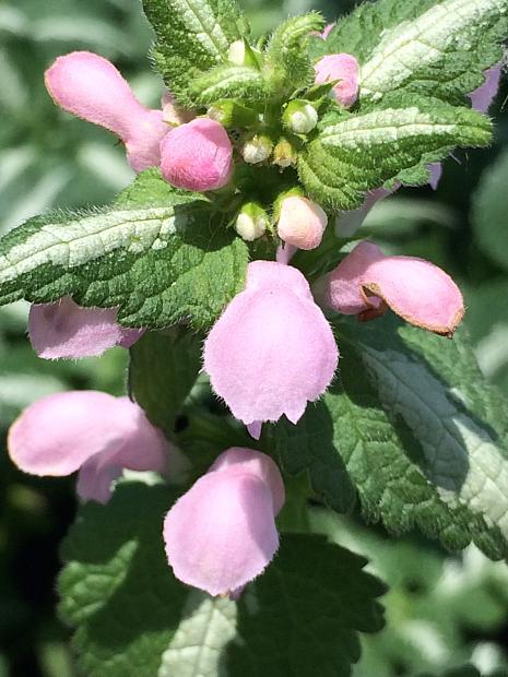 LAMIUM maculatum 'Shell Pink', Spotted Dead Nettle