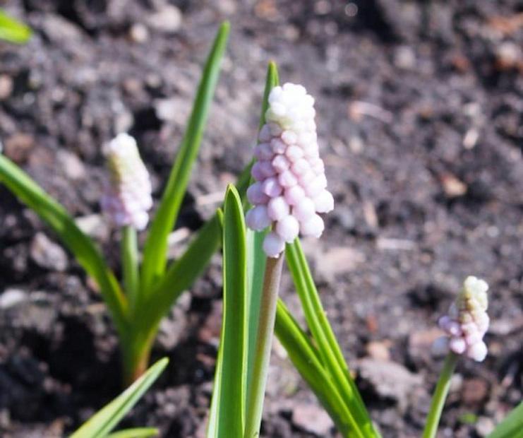 MUSCARI 'Pink Sunrise', Grape Hyacinth