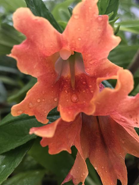 MIMULUS 'Pat's Best', Bush or Sticky Monkey Flower