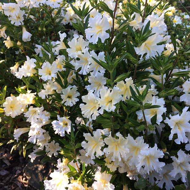 MIMULUS bifidus 'Snow Angel', Monkey Flower